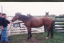 ǥ�� (P��YOJEOK) ����