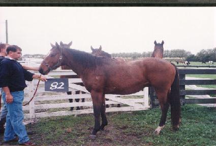 ǥ�� ����