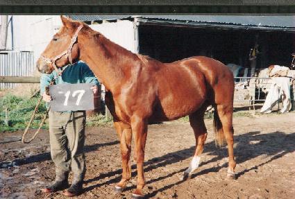 ������Ű ����