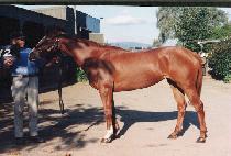 ���������̽� (GINGER SPICE) ����