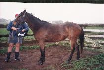 ����� (SAECH��ULBAL) ����