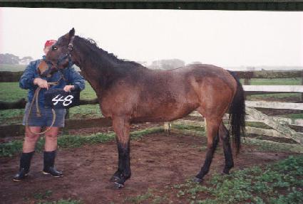 ����� ����