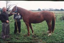 ������ (KONANDO) ����