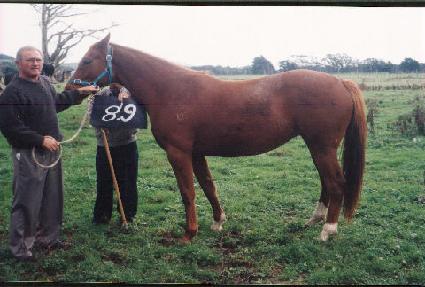 ������ ����