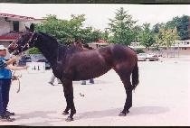 õ��� (CH��EONSARON) ����