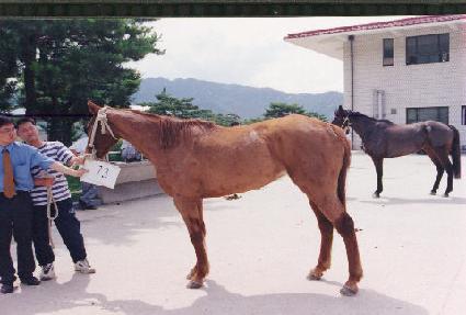 ȫ���屺 ����