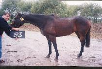 ���� (HEUNGHAE) ����