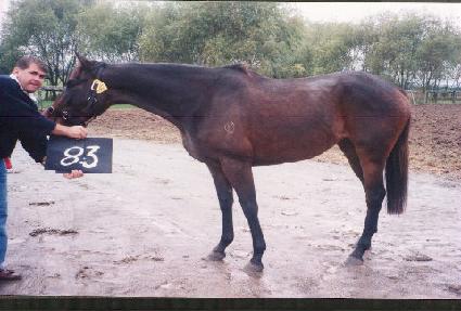 ���� ����