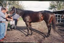 ��������Ƽ (SHE��S A WESTY) ����