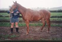 ���̸�ũ (V-LINK) ����