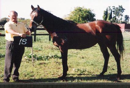 ���ڵ� ����