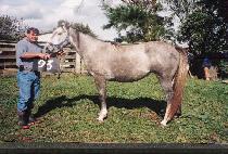 �Ͼ����� (HAYANJEONSA) ����