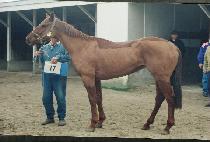 ������ (LULU MORTON) ����