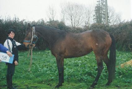 �ص����� ����