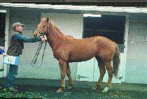 �ʻ� (CH��OSAENG) ����