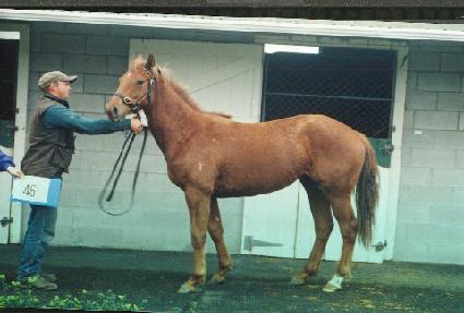 �ʻ� ����