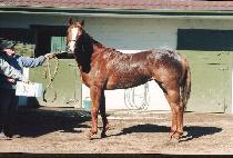 �ƳʰԽ�Ʈ (HONOR GUEST) ����