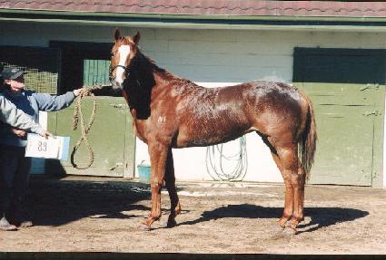 �ƳʰԽ�Ʈ ����