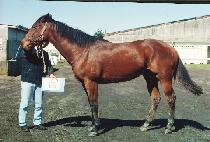 ���̵��ũ (LADY SCHICK) ����