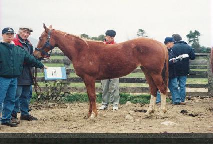 ĥ������ ����