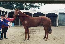 �ڼ����� (HANDSOME BROWN) ����