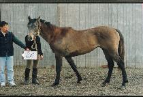 ����Ż�� (WIGI T��ALCH��UL) ����