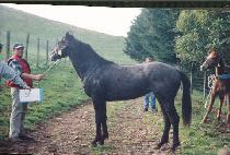 ���⿪�� (SUCH��UL YEOKKUN) ����