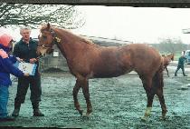 �´����̺� (SET THE TABLE) ����