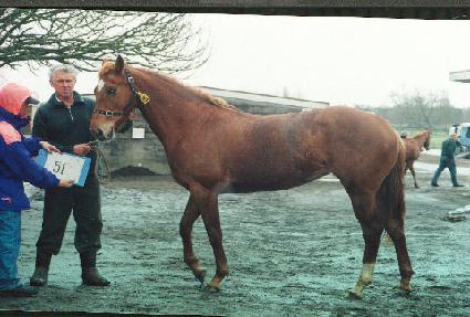 �´����̺� ����