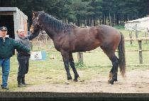 ���� (TEUDIEO) ����