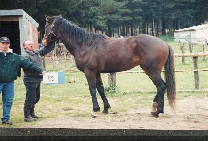 ���� ����