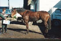 ����Ʈ�̳��� (JUST ENOUGH) ����