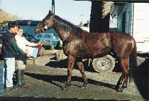 �극��ũ�ƿ� (BREAK OUT) ����