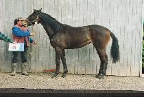 Ŀ������ (CAREER WOMAN) ����