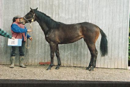 Ŀ������ ����