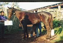 �긱����Ʈ��Ÿ�� (BRILLIANT STYLE) ����