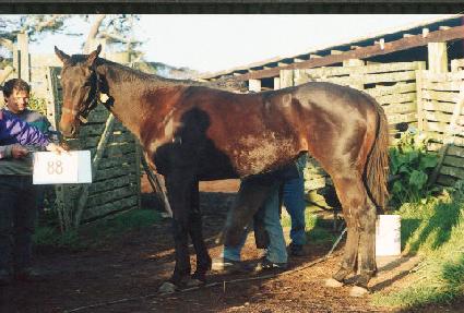 �긱����Ʈ��Ÿ�� ����