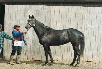 û�� (CH��EONGSOL) ����