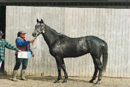 û�� ����