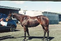 ������ (KANGSAMI) ����