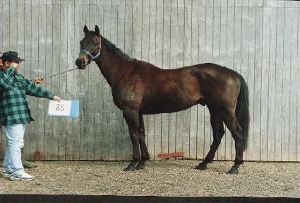 ����Ʈ������ ����