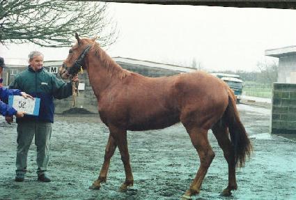 �����¾�ħ ����