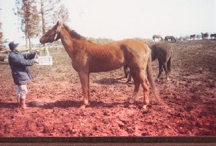 ����ī ����