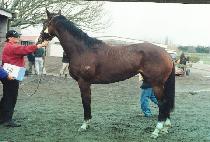 �ξ���� (ROYAL NUDGEE) ����