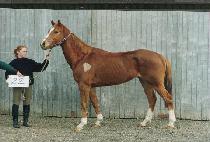 �ƿ���� (AURAJI) ����