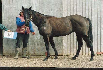 �������� ����