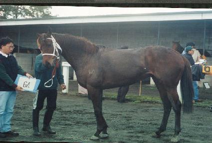 ������ ����