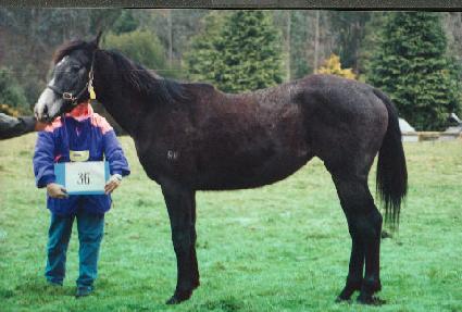 û�Ḹ�� ����