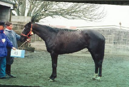 ī�̸����ö��̾� ����