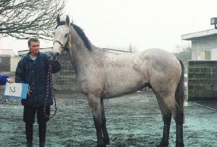 ����Ƽ�ǹ� ����